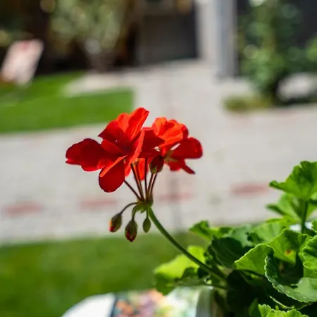 Muskati Apartman.hunyadi.ut.6.sz.